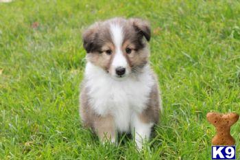 Blacky - Sheltie Male
